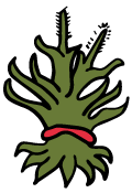 maguey