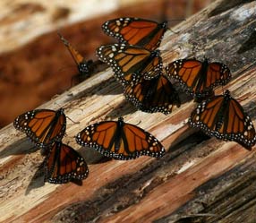 Reserva de la Biósfera de la Mariposa Monarca