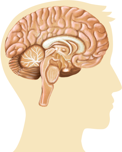 Cerebro