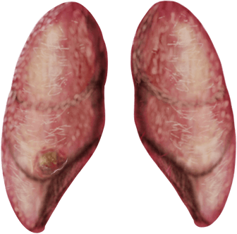 Organo