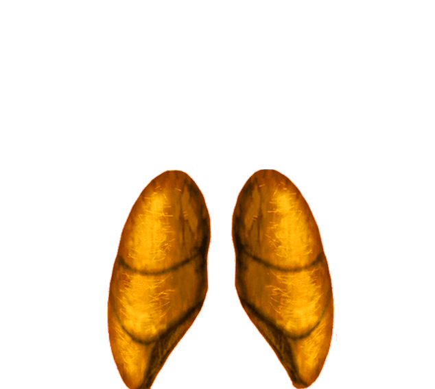 Organo
