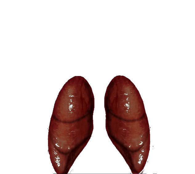 Organo