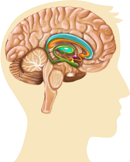 Cerebro